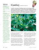 Hedgerow Medicine