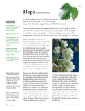 Hedgerow Medicine