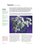 Hedgerow Medicine