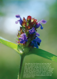 Hedgerow Medicine
