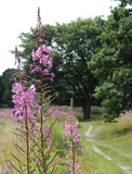 Hedgerow Medicine