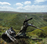 Wildlife of the Pennine Hills