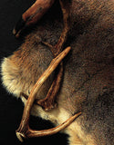 Venison