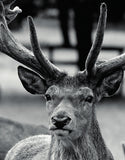 Venison