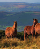 Shropshire from Dawn to Dusk