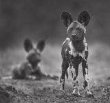 Africa's Wild Dogs