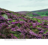 Wildlife of the Pennine Hills