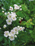 Hedgerow Medicine