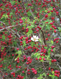 Hedgerow Medicine