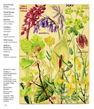 Wild Flowers of Britain