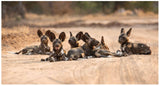 Africa's Wild Dogs