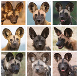 Africa's Wild Dogs