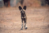Africa's Wild Dogs