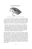 A History of Flyfishing