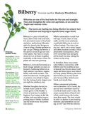 Hedgerow Medicine