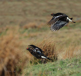 Wildlife of the Pennine Hills