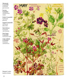 Wild Flowers of Britain