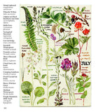 Wild Flowers of Britain