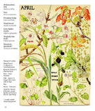 Wild Flowers of Britain