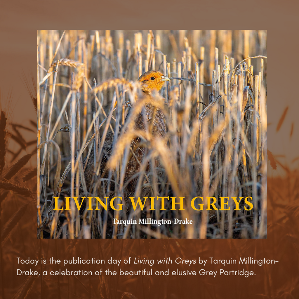 🪶 The Grey Partridge — a symbol of our countryside heritage