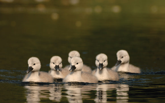 An image of a cygnet - The Swan Book