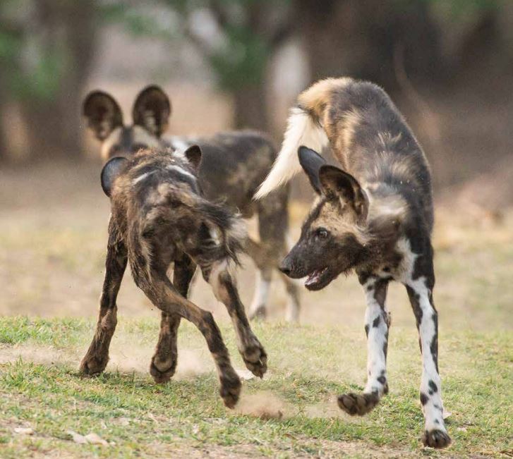 Why buy Jocelin's book Africa's Wild Dogs: A Survival Story?