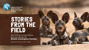 Join the online Bristol Zoo Conservation Lecture: Africa’s Wild Dogs: How this endangered species is overcoming its challenges