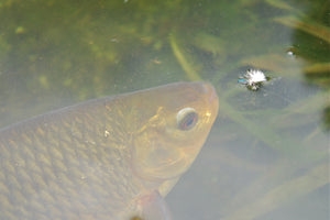 Author Dominic Garnett hosted an Orvis Live: on Flyfishing for Coarse Fish