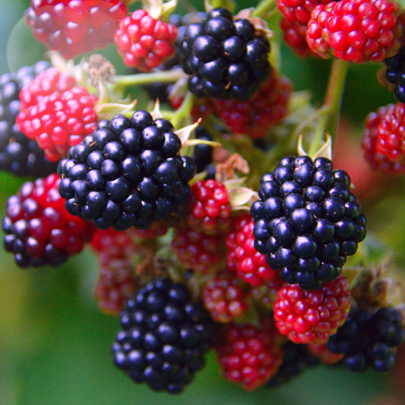 A recipe for blackberry leaf tea from Hedgerow Medicine