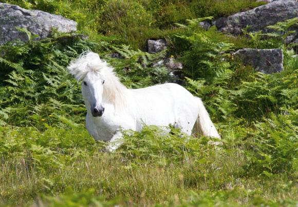 Eriskay in the Outer Hebrides