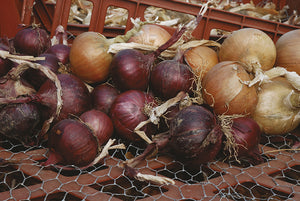 Four Thieves' Vinegar and an Onion Poultice