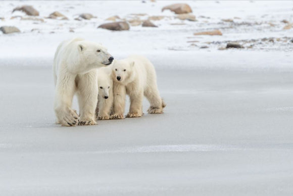 Richard Barrett - Photographing Polar Bears, Churchill, Hudson Bay, Canada