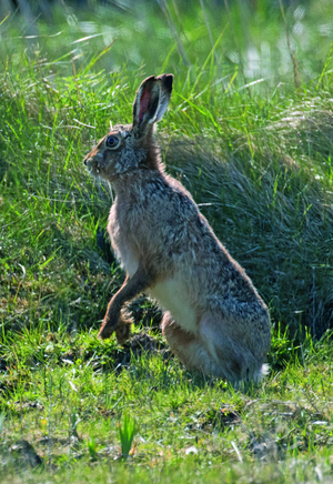 Everything you want to know about ... THE HARE