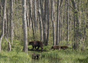 If you go down to the woods today...