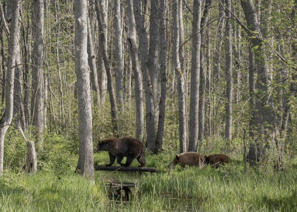 If you go down to the woods today...