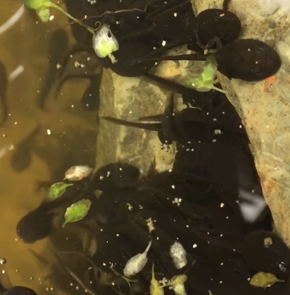 Tadpoles can overwinter