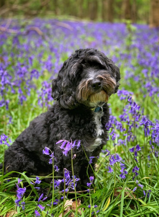 Taught by Dogs, a book that brought unexpected comfort to a reviewer who recently lost her beloved pet dog...