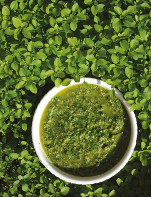 A free recipe from Eat your Weeds for spring foragers for Chickweed Pesto