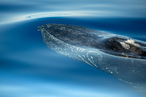 New! Richard Barrett's photographs of Whales in Baja California, Mexico