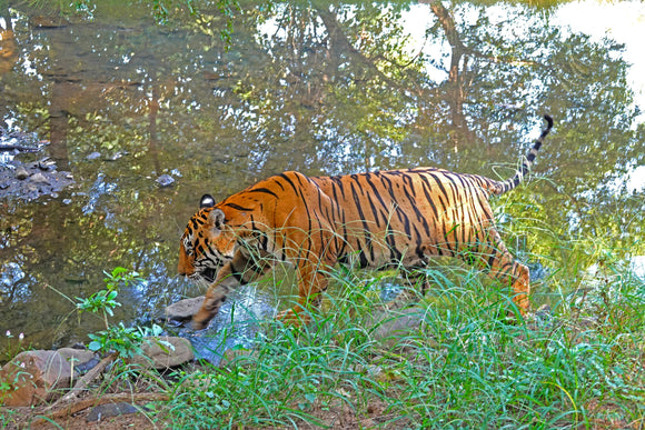 Ranthambore tiger reserve sighting from the protected reserve