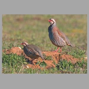 Rearing French/Red Legged partridges from ex-gamekeeper Jill Mason