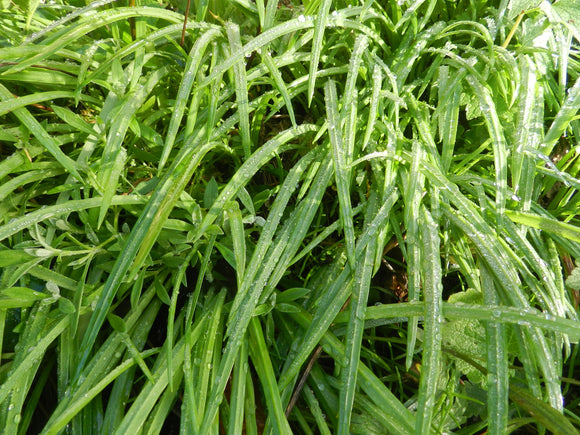 Foraging for winter greens - Eat your Weeds!