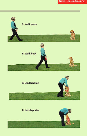 The only guide you need to train a new puppy