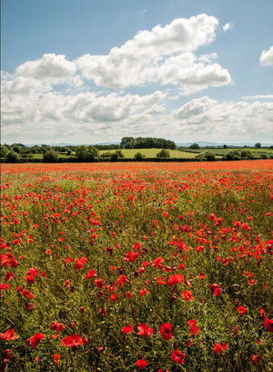 Remembrance Day - A poem by Wilfred Owen