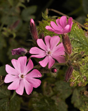 A review for Woodland Wild Flowers in Welsh Border Life Magazine