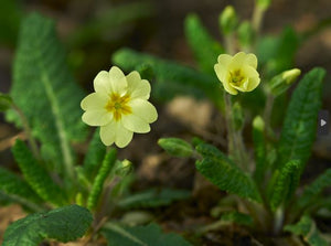 Signs of spring on the way - here are our nature updates and book recommendations for February