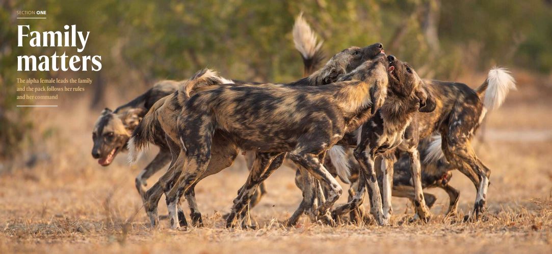 Africa's Wild Dogs – merlinunwin