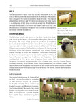 Much Ado About Mutton
