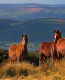 Shropshire from Dawn to Dusk