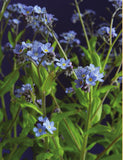 Wayside Medicine